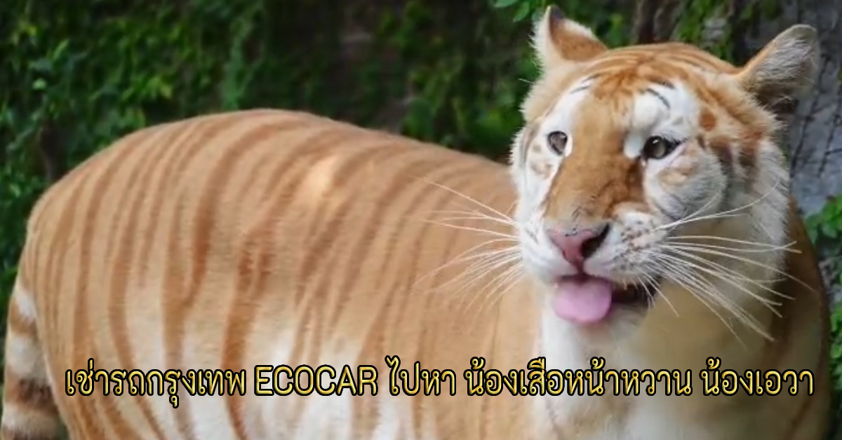 เช่ารถกรุงเทพ ECOCAR ไปหา น้องเสือหน้าหวาน น้องเอวา